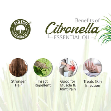 Old Tree Citronella Essential Oil (15ml) - for Skin, Hair Care and Aromatherapy - Pure, Natural and Undiluted Perfume Oil with Glass Dropper for Home Fragrance and Candle Making